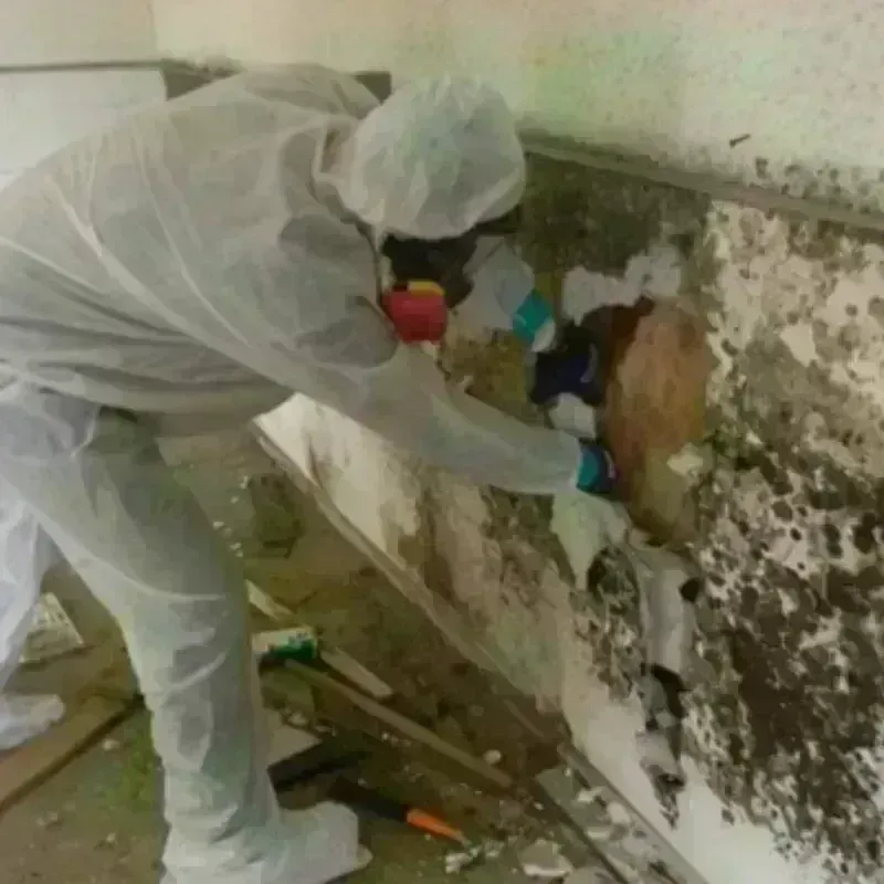 Mold Remediation and Removal in Central, LA